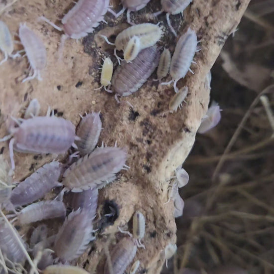 Video of Porcellio scaber Ghost isopods in a bioactive terrarium.