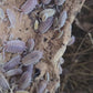 Video of Porcellio scaber Ghost isopods in a bioactive terrarium.