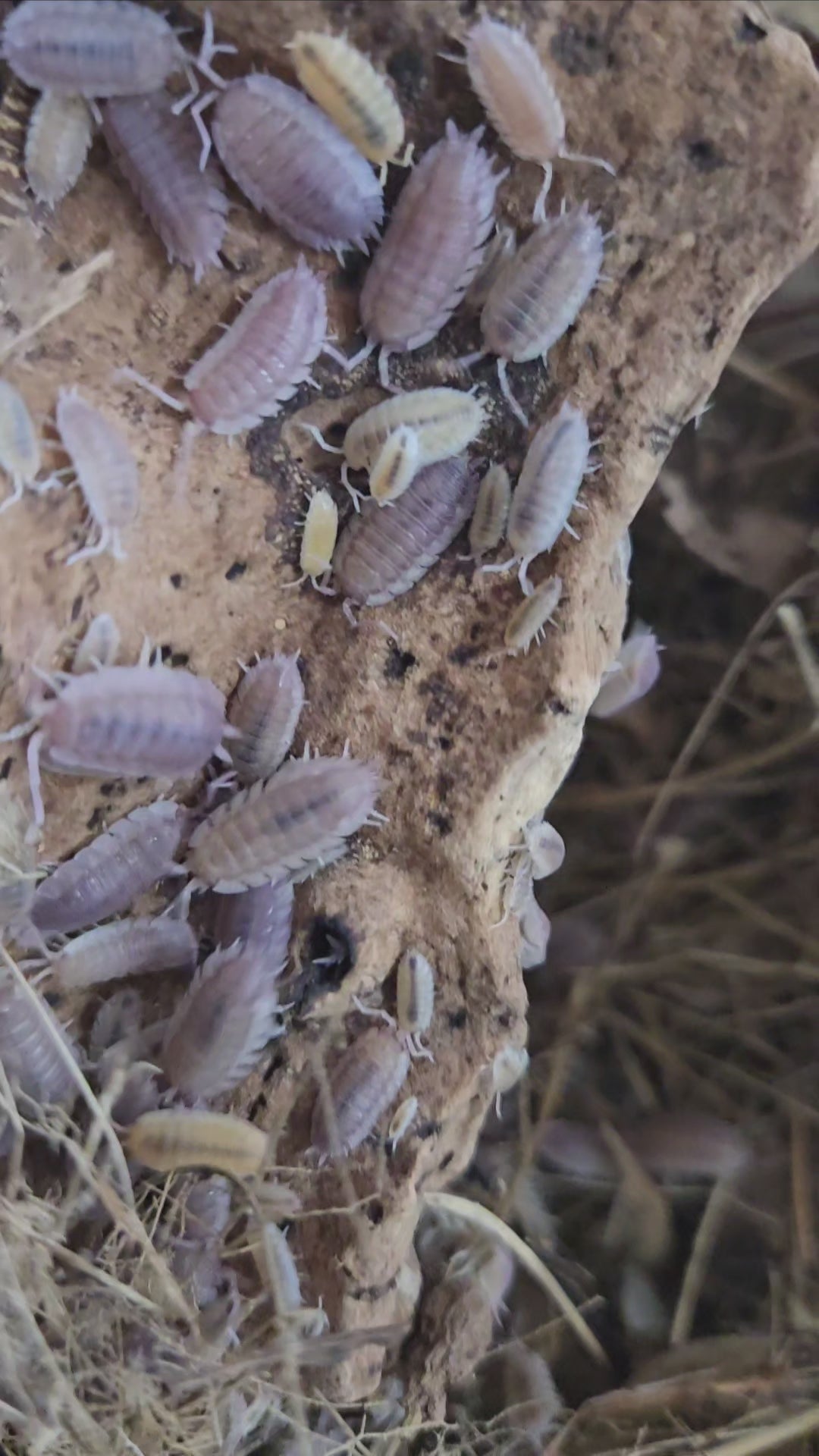 Video of Porcellio scaber Ghost isopods in a bioactive terrarium.