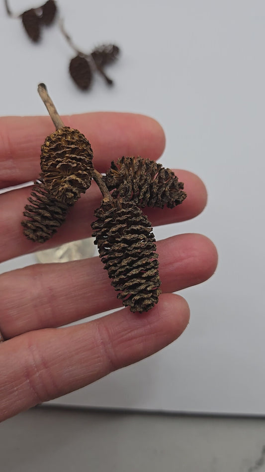 Alder Cones