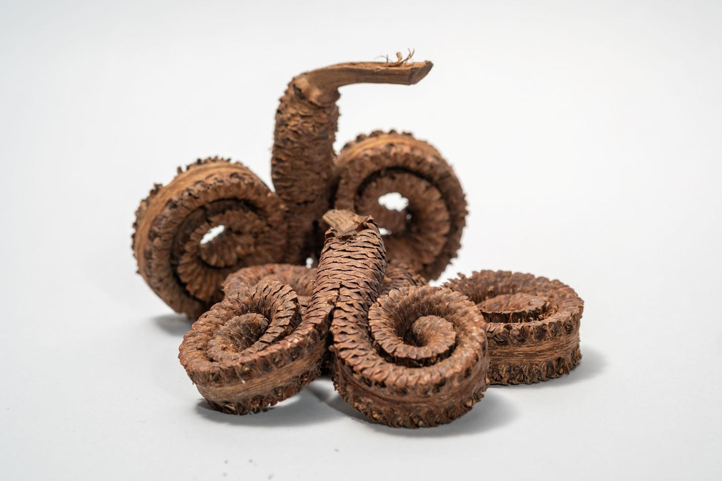 Ram's Horn Seed Pod - IHEARTBUGS, INC.