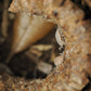 Ram's Horn Seed Pod - IHEARTBUGS, INC.