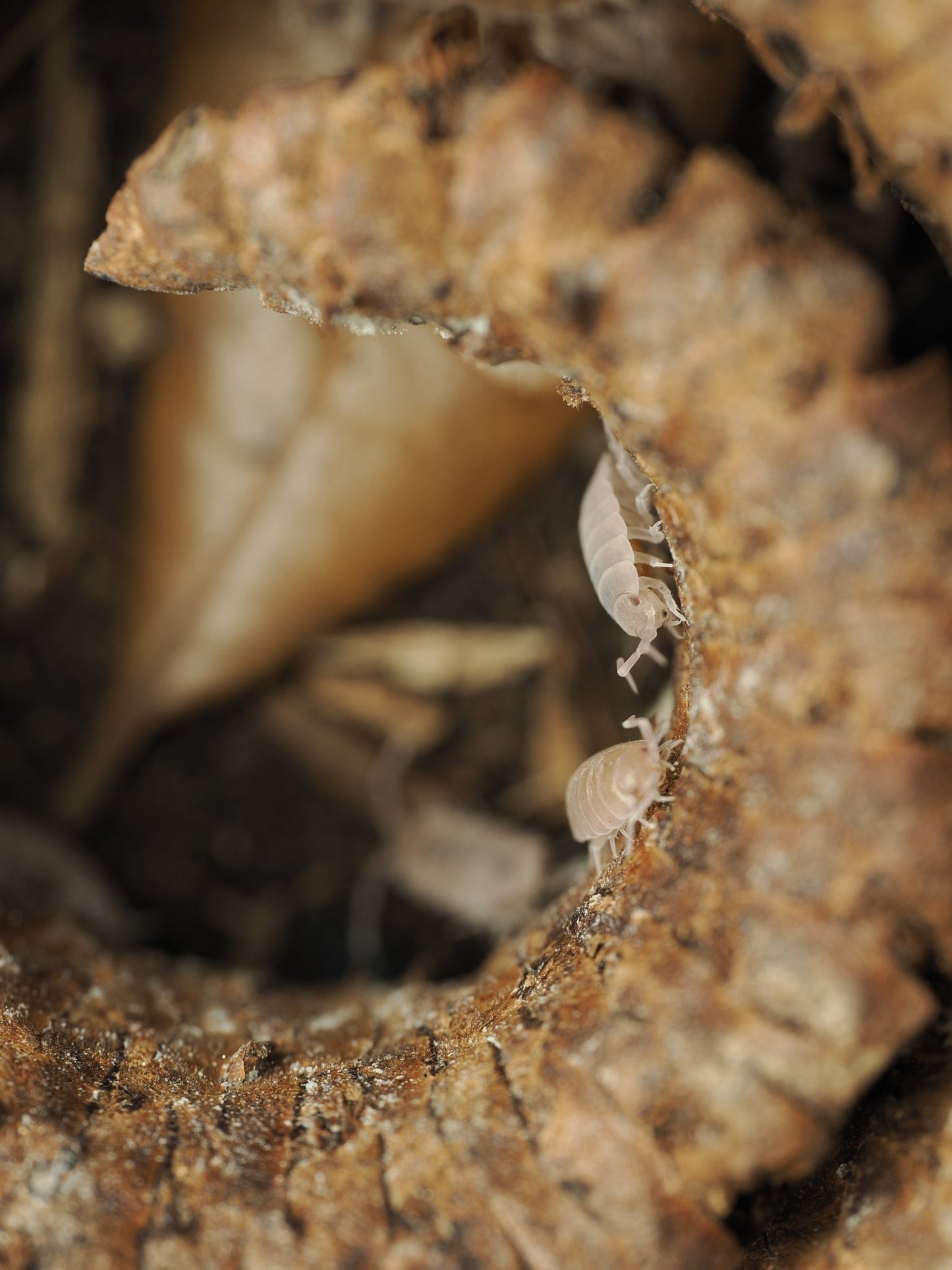 Ram's Horn Seed Pod - IHEARTBUGS, INC.