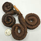 Three brown Rams Horn Seed Pods by I Heart Bugs, shaped like spiraled scrolls with a rough, scaly texture, are shown on a short branch. A U.S. quarter on a white background provides scale—perfect as unique aquarium decor.