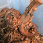 Ram's Horn Seed Pod - IHEARTBUGS, INC.