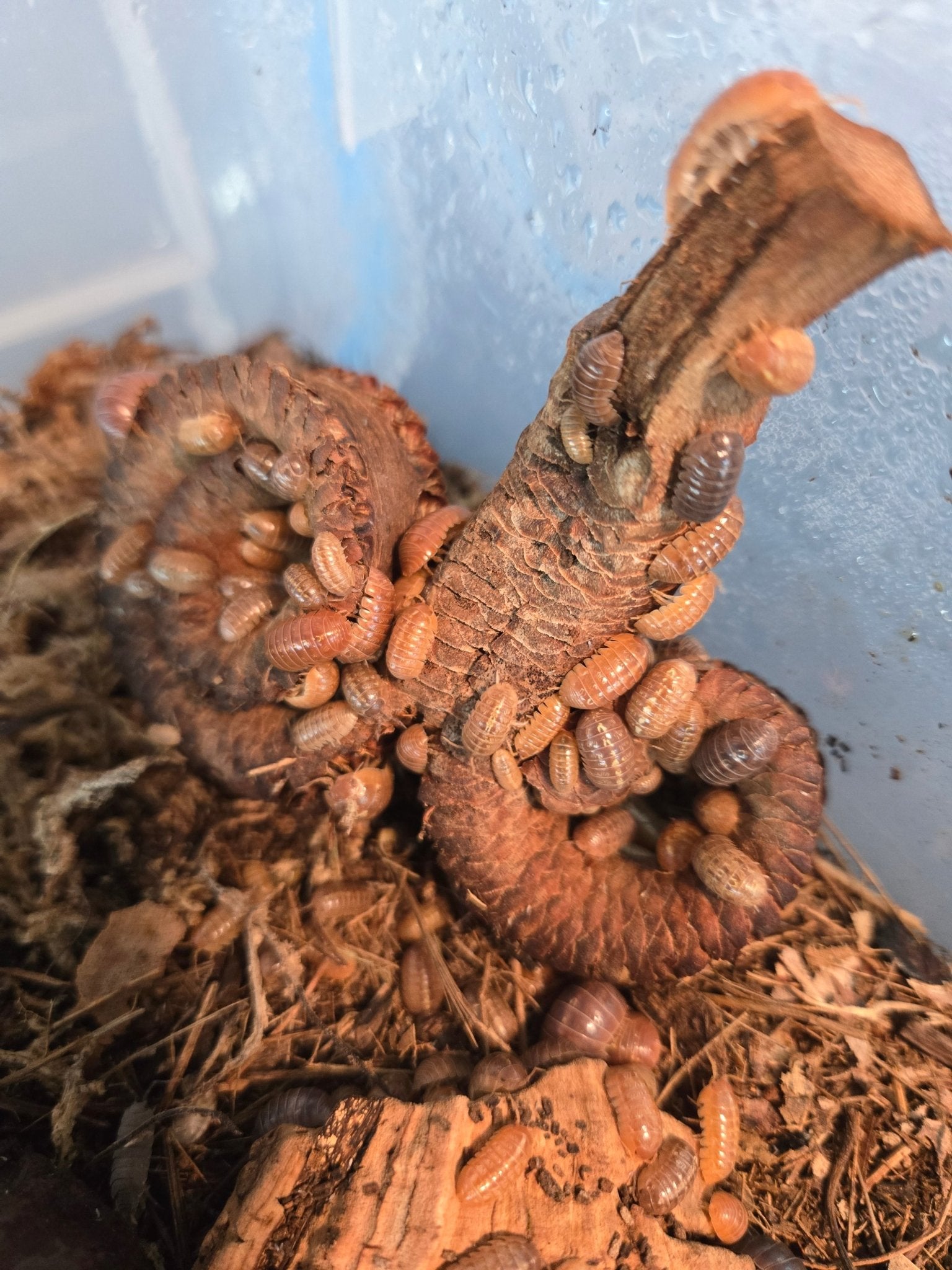 Ram's Horn Seed Pod - IHEARTBUGS, INC.