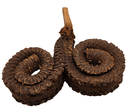 The I Heart Bugs Rams Horn Seed Pod features a dried, brown, double spiral shape with a rough, scaly texture and central short stem, perfect for aquarium decor or use in a bioactive terrarium.