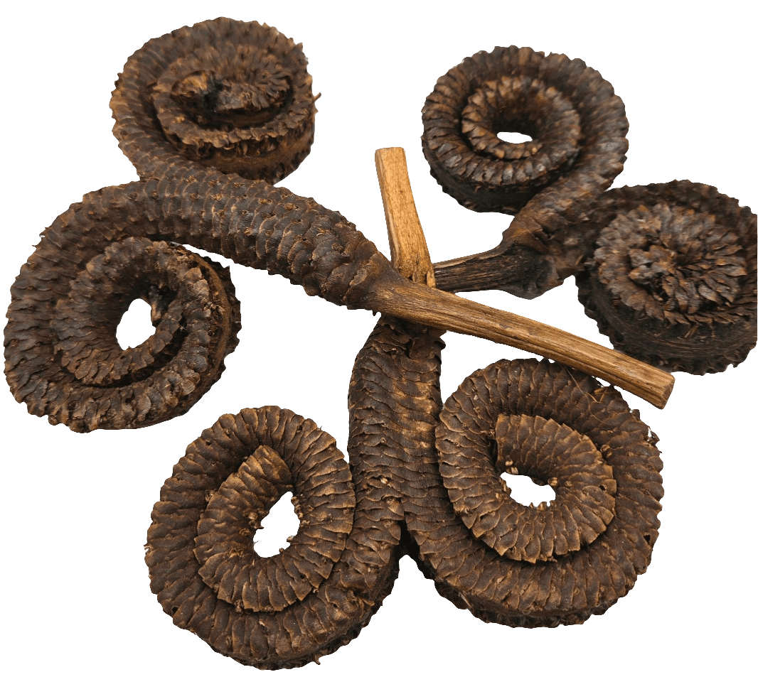 Five brown Rams Horn Seed Pods by I Heart Bugs are arranged in a circle on a white background, ideal for aquarium decoration or bioactive terrariums. A straight brown stick lies across the center, partially overlapping the textured pods.