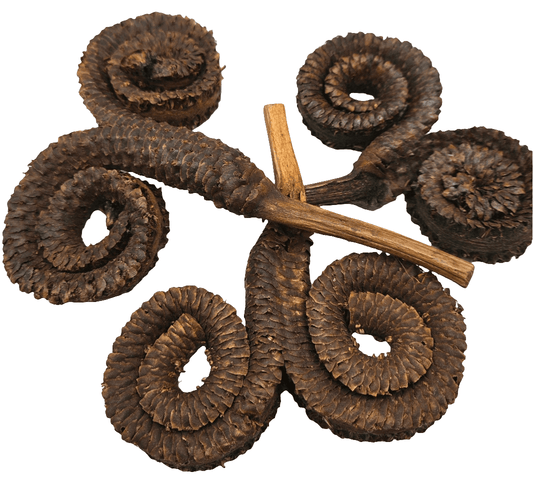 Five brown Rams Horn Seed Pods by I Heart Bugs are arranged in a circle on a white background, ideal for aquarium decoration or bioactive terrariums. A straight brown stick lies across the center, partially overlapping the textured pods.
