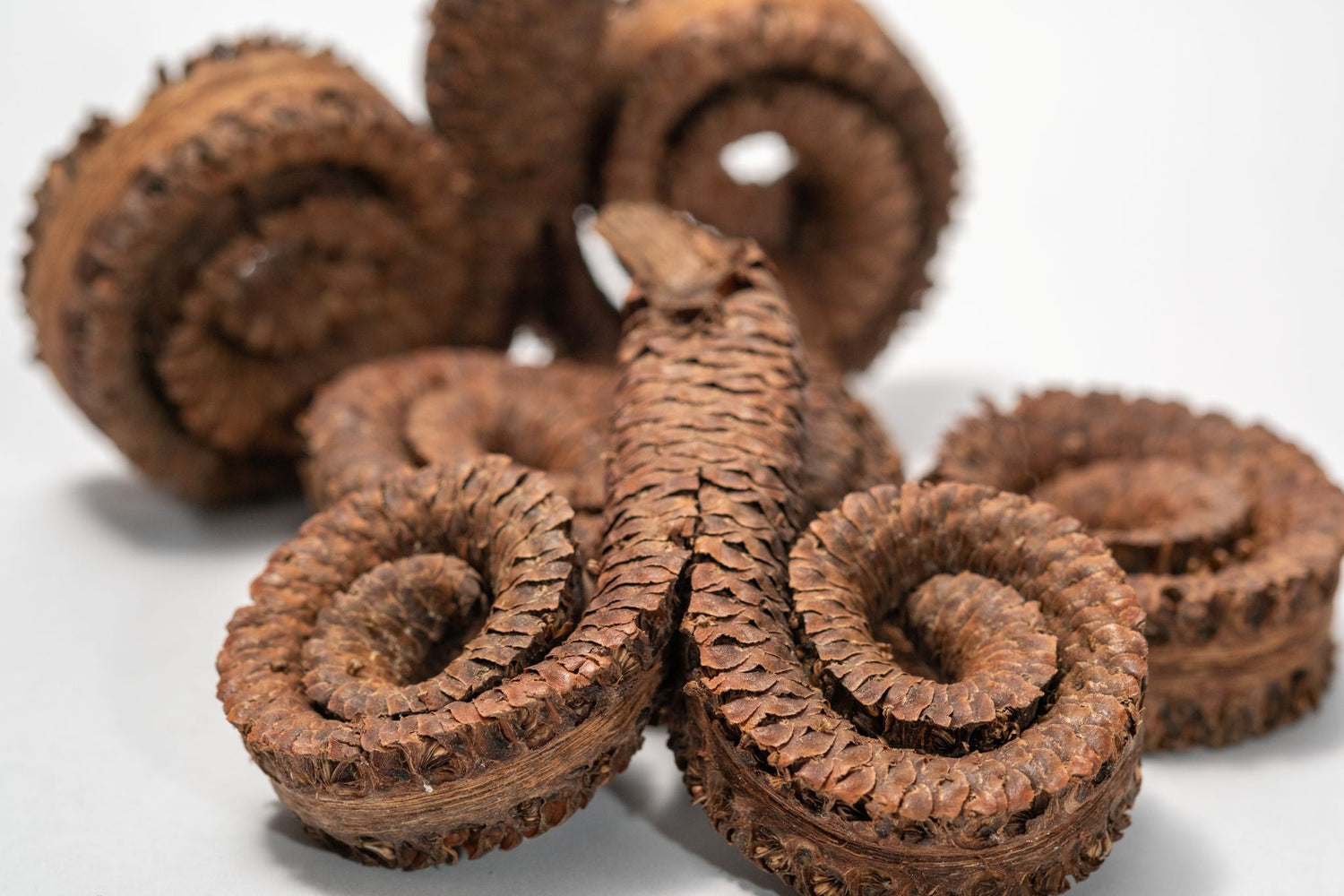 Cotton Flower Seed Pod - Terrarium botanical IHEARTBUGS, INC. Cotton Flower Seed Pod - Terrarium botanical IHEARTBUGS, INC.