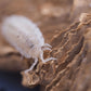 Rare Snow Koi Isopods (Porcellio scaber) - IHEARTBUGS, INC.