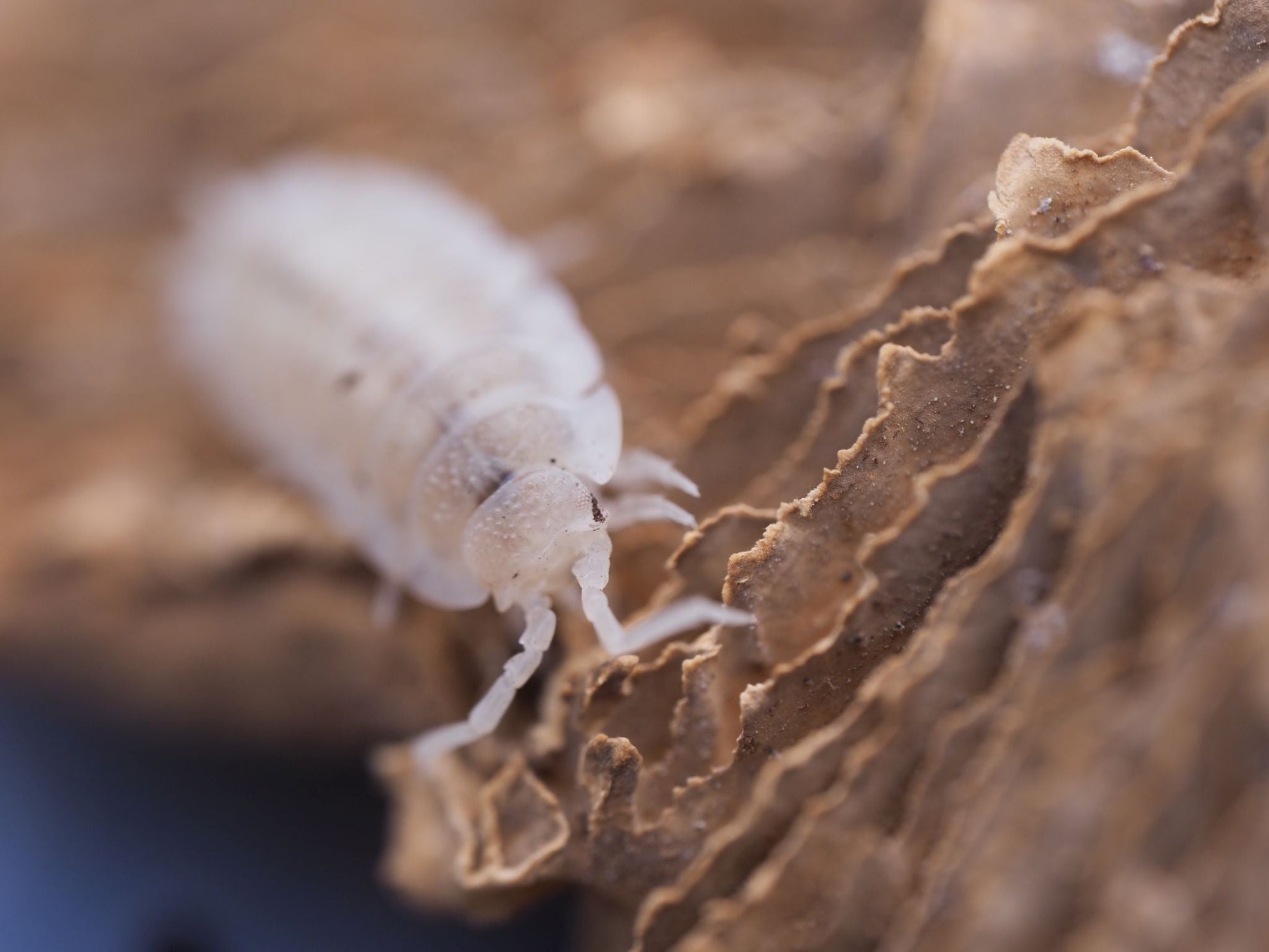 Rare Snow Koi Isopods (Porcellio scaber) - IHEARTBUGS, INC.