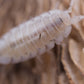 Rare Snow Koi Isopods (Porcellio scaber) - IHEARTBUGS, INC.