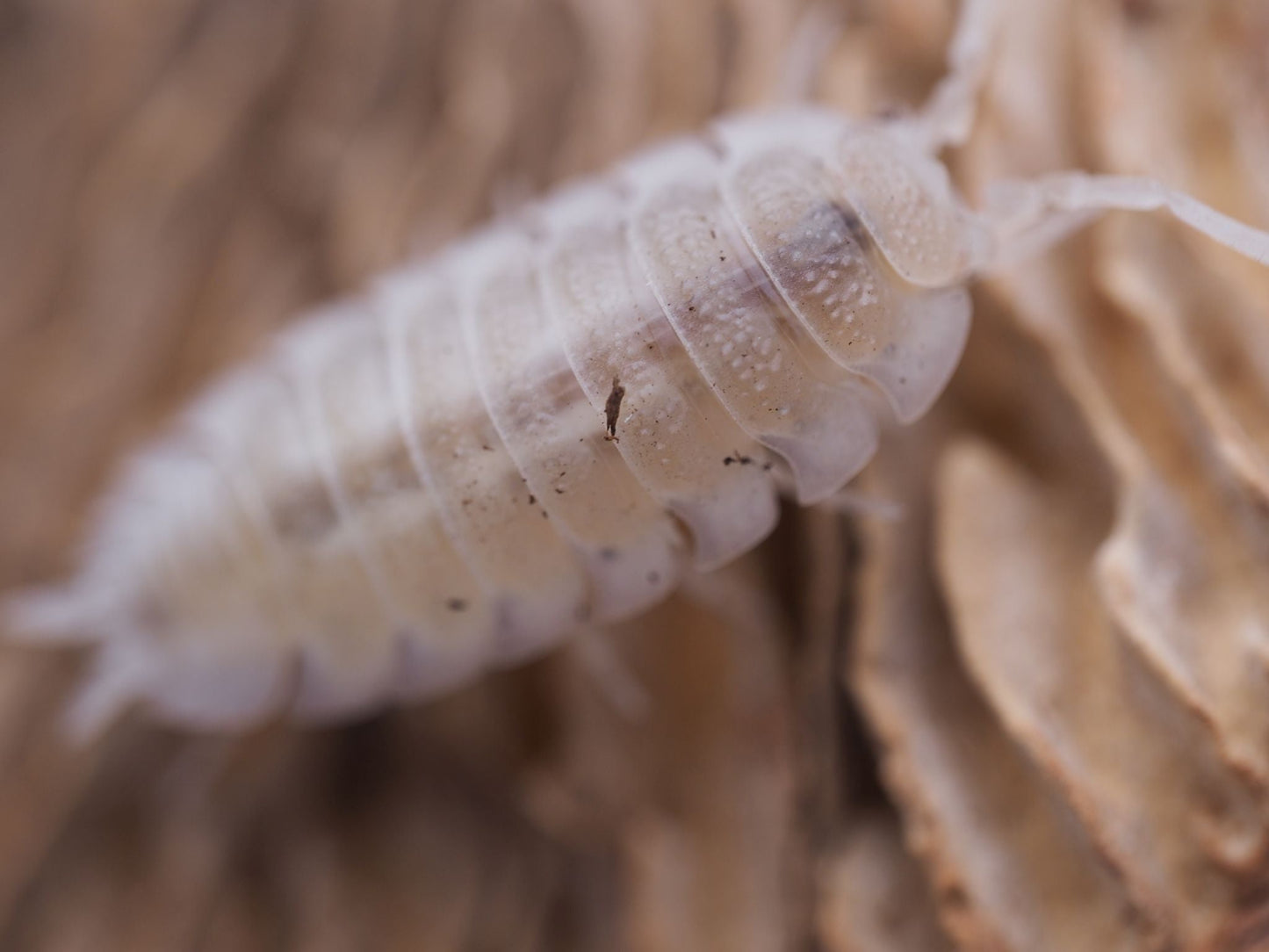 Rare Snow Koi Isopods (Porcellio scaber) - IHEARTBUGS, INC.