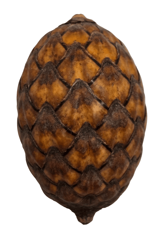 A set of three rattan cane fruit pods from I Heart Bugs, featuring rough, scaly surfaces with overlapping diamond-shaped segments, are isolated on a white background to showcase their detailed texture and natural patterns.