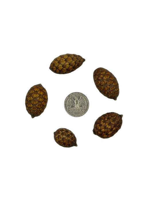 Rattan Cane Fruit Pods - 3 Count - IHEARTBUGS, INC.
