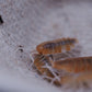 Red Koi Isopods (Porcellionides pruinosus) - IHEARTBUGS, INC.