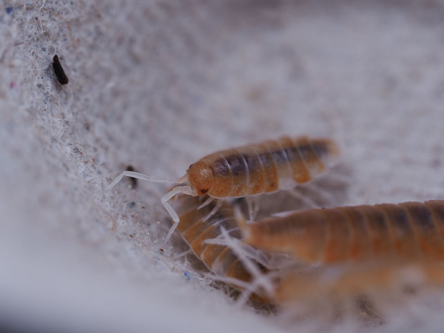 Red Koi Isopods (Porcellionides pruinosus) - IHEARTBUGS, INC.