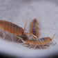 Red Koi Isopods (Porcellionides pruinosus) - IHEARTBUGS, INC.