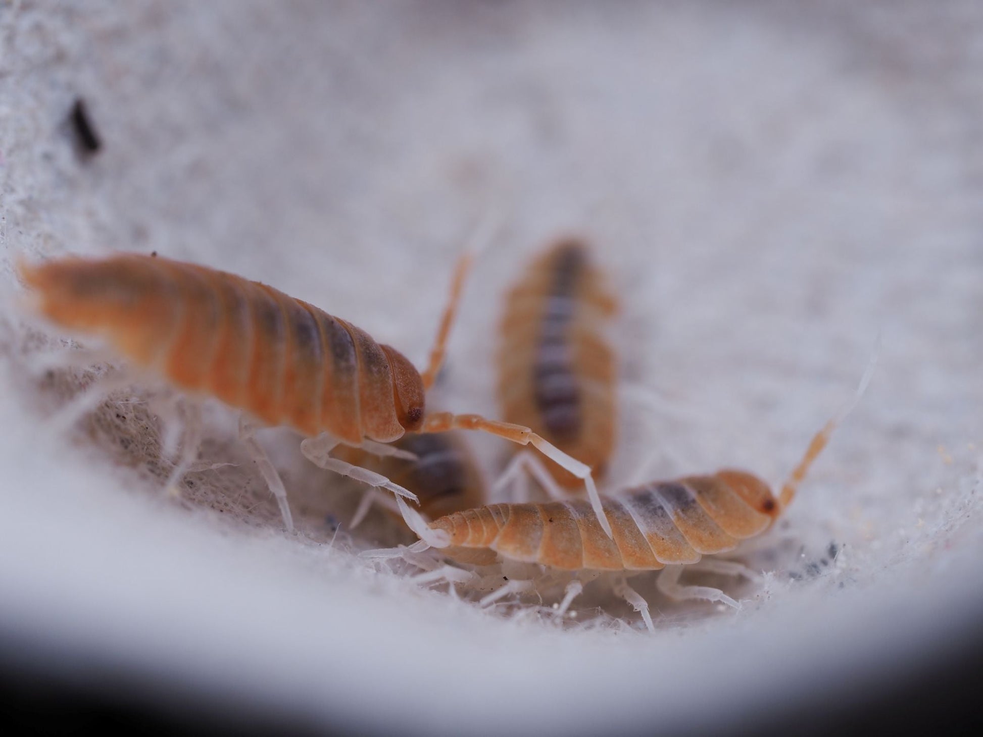 Red Koi Isopods (Porcellionides pruinosus) - IHEARTBUGS, INC.