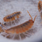 Red Koi Isopods (Porcellionides pruinosus) - IHEARTBUGS, INC.