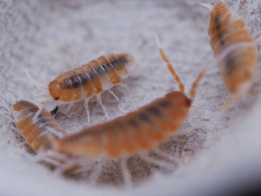 Red Koi Isopods (Porcellionides pruinosus) - IHEARTBUGS, INC.