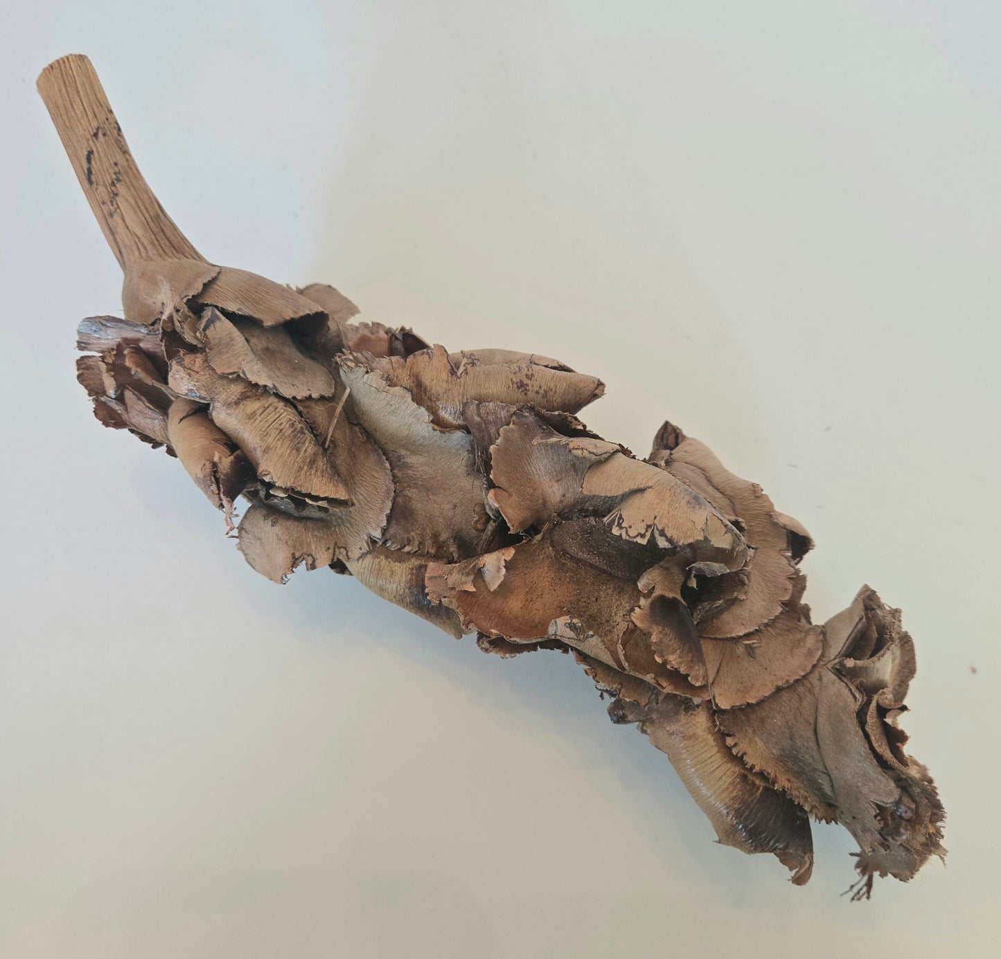 A brown, elongated cluster of dried, curled mushroom caps decorates the I Heart Bugs Palm Blossom Stalk, set against a white background. The stalk features rough, layered textures that highlight natural aging and decay.