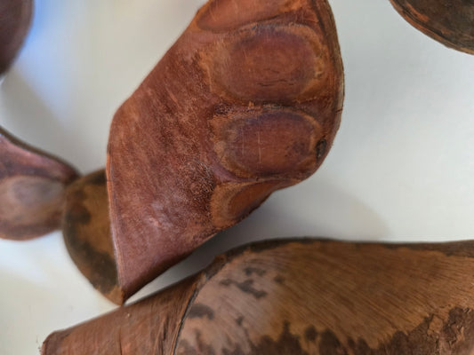 Close-up of several I Heart Bugs Elephant Ear Pods, displaying their brown, oval-shaped forms with rough, matte surfaces and pronounced texture. These pods showcase a reddish-brown hue and a layered, woody appearance, making them a unique addition to aquarium botanicals or any bioactive enclosure. Arranged randomly on a white background.