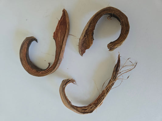 Three curved, brown Coco Curls by I Heart Bugs—woody seed pods with rough, fibrous surfaces—are arranged on a white background. Resembling coconut husk curls, these Coco Curls display natural variations in fraying and curling, with visible wooden texture and stringy fibers along the edges—an ideal choice for those seeking unique botanical accents for aquariums.
