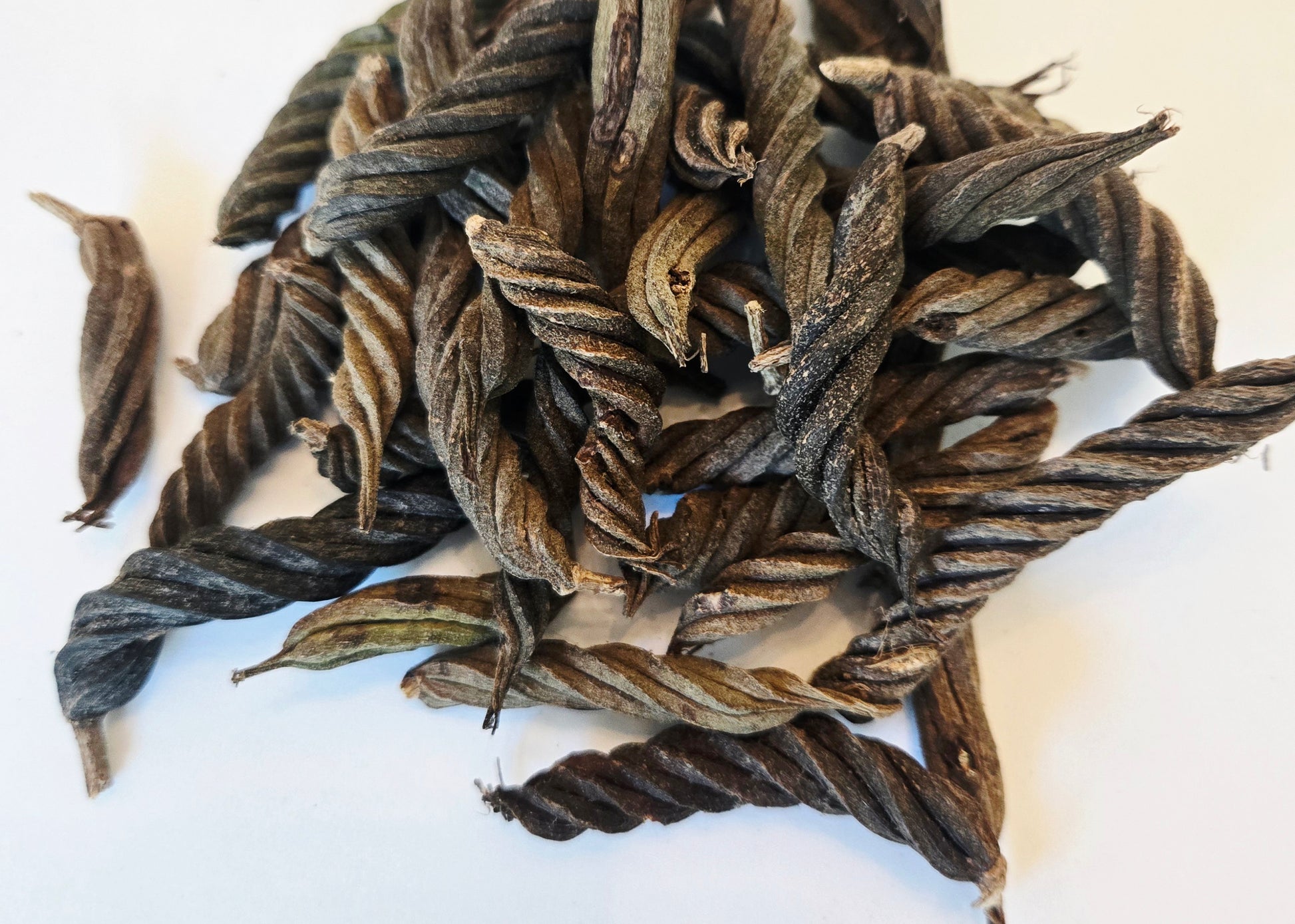 A collection of Fusilli Twisty Pods by I Heart Bugs, featuring dried pods with a spiral shape, brownish-green color, and rough texture, are scattered on a white background—ideal for adding unique decoration to aquariums.