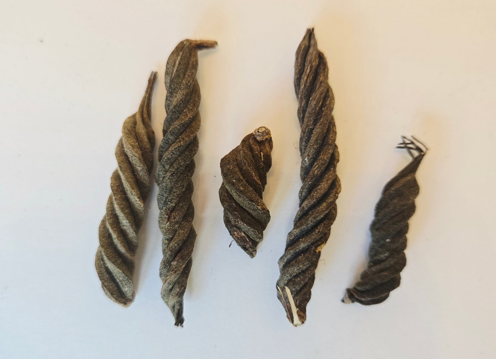 Five Fusilli Twisty Pods from I Heart Bugs are arranged on a white background. Each spiral-shaped pod varies slightly in length and thickness, featuring textured surfaces and pointed tips—making them a striking addition to natural aquarium decor.
