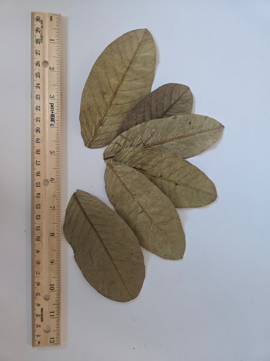 Six dried, brown leaves with visible veins—part of the Guava Leaves - 25 Pack by I Heart Bugs—are arranged on a white background next to a wooden ruler. The ruler, placed vertically and marked in both inches and centimeters, highlights that these aquarium leaf litter pieces range from about 10 to 13 cm in length, making them ideal for blackwater aquariums.