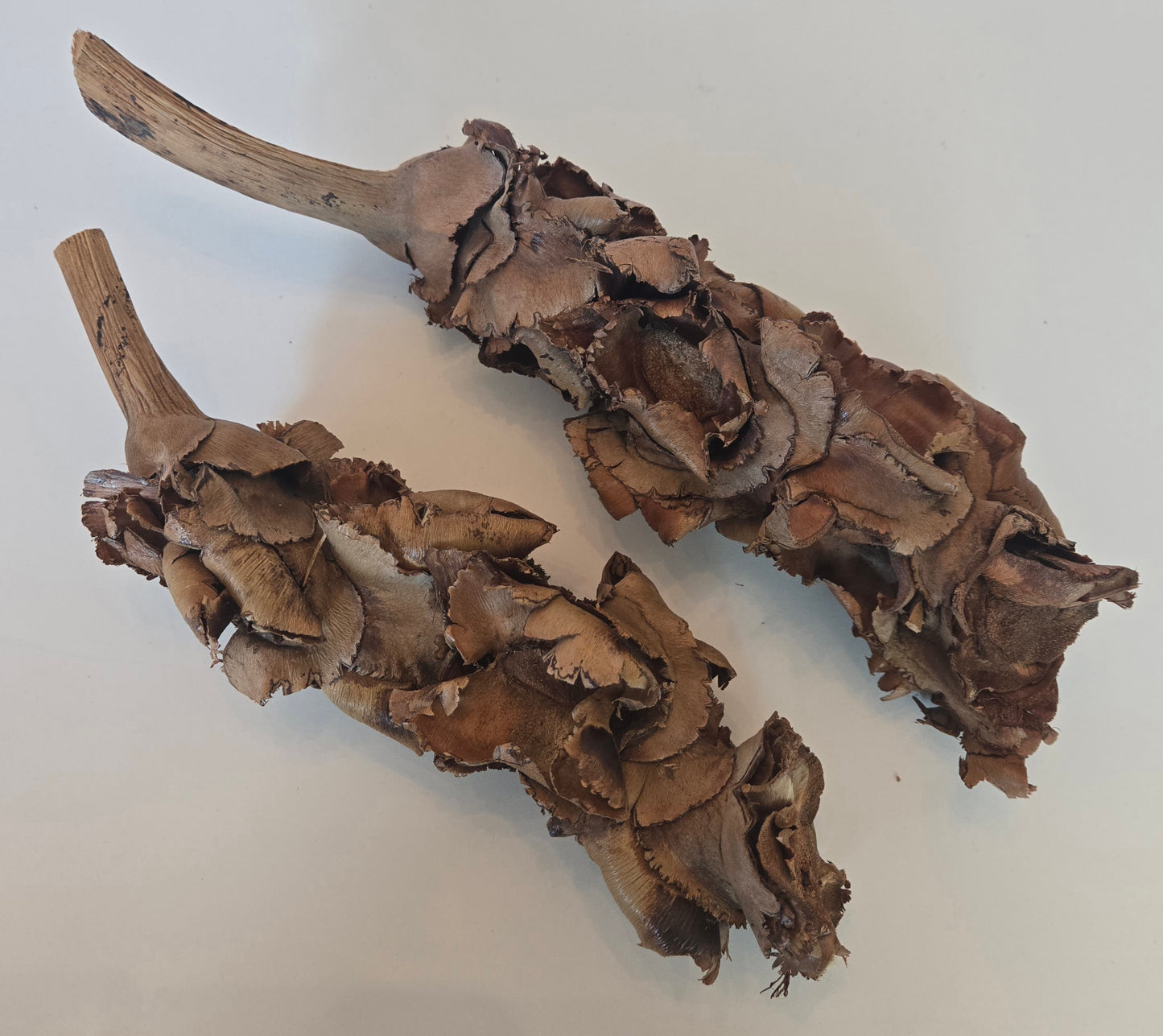 Two brown, woody stems—sold as Palm Blossom Stalk by I Heart Bugs—are covered in layers of curled, overlapping, rough-edged, dark brown mushroom caps and displayed on a plain white background. The mushrooms have a dry, textured appearance with irregular shapes and varying colors throughout.