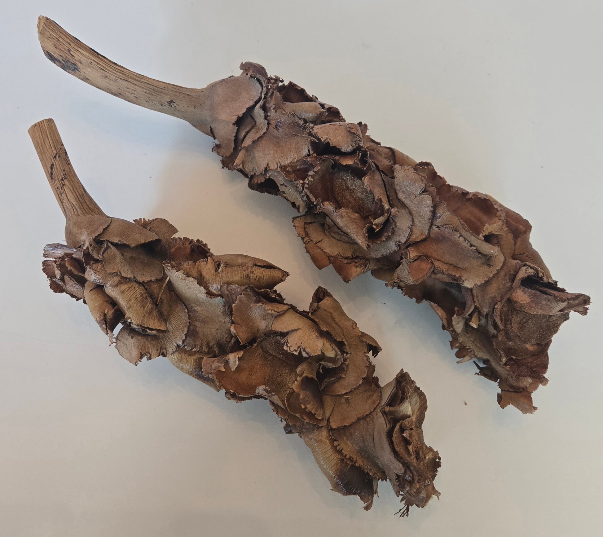 Two brown, woody stems—sold as Palm Blossom Stalk by I Heart Bugs—are covered in layers of curled, overlapping, rough-edged, dark brown mushroom caps and displayed on a plain white background. The mushrooms have a dry, textured appearance with irregular shapes and varying colors throughout.
