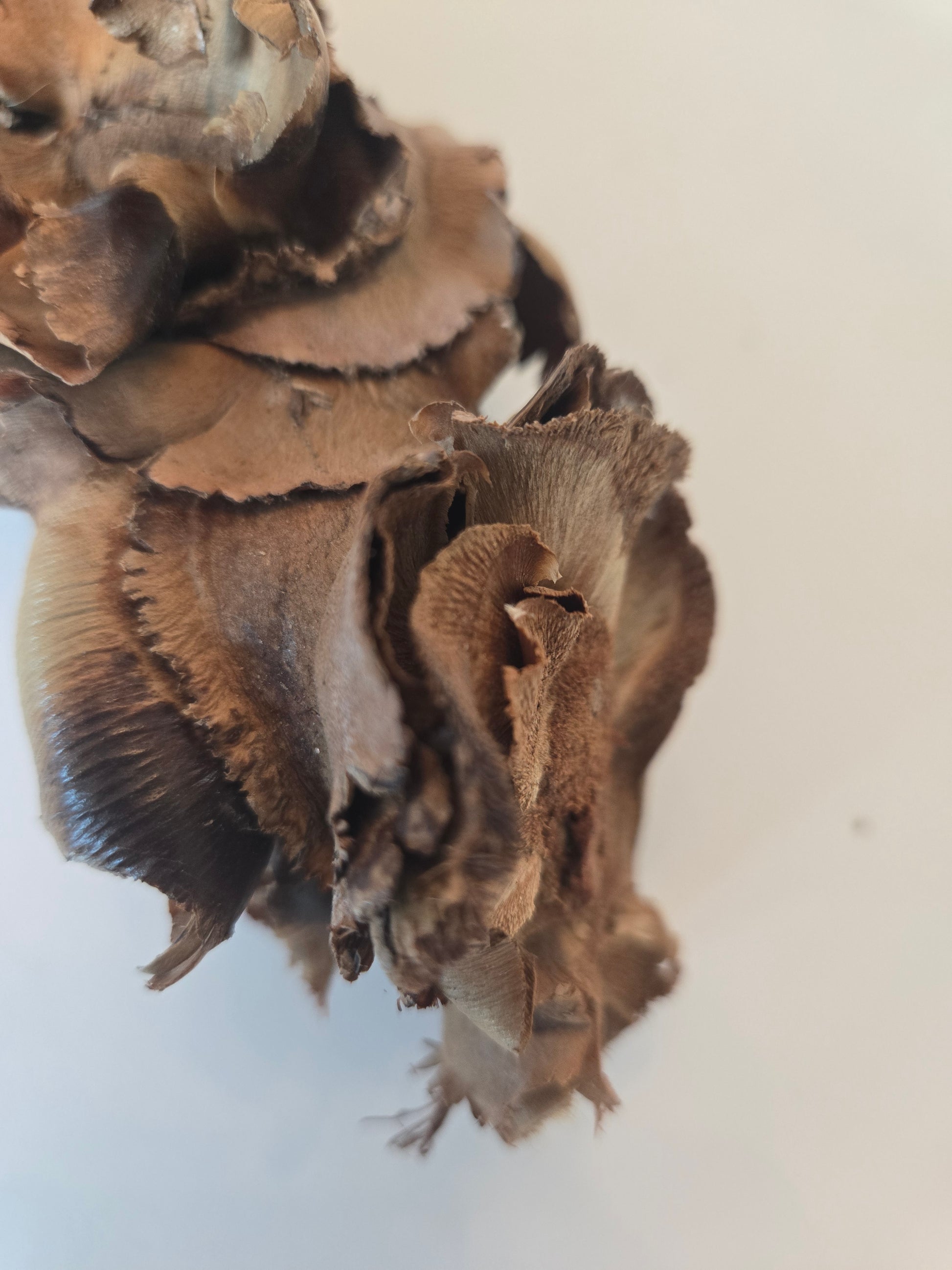 Close-up of a dried brown Palm Blossom Stalk from I Heart Bugs, highlighting its textured, layered, wavy edges and intricate surface patterns. The plain, out-of-focus background draws attention to the natural folds and organic details—reminiscent of textures found in bioactive enclosures.