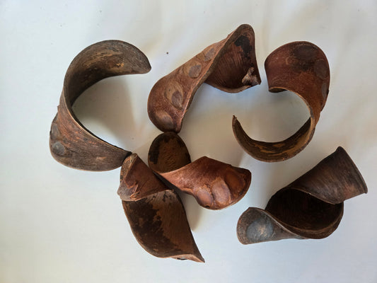 Six Elephant Ear Pods from I Heart Bugs—brown, curved, and woody with rough textures and round markings—are arranged on a white background. Each pod is hollow and curled, displaying natural wear and varied shades of brown. These pods are ideal for use as aquarium botanicals or in a bioactive enclosure, with shadows cast beneath them from overhead lighting.