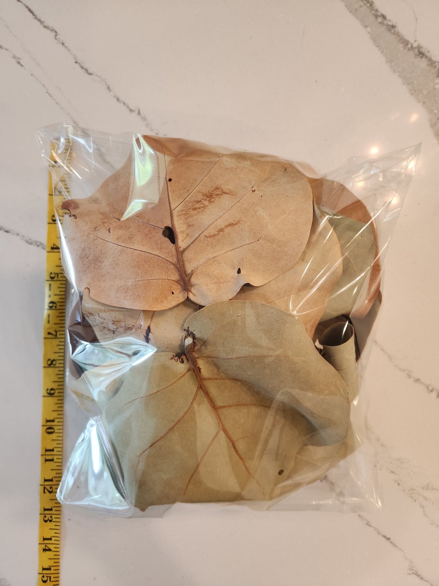 I Heart Bugs Sea Grape Leaf Litter - One Gallon: Large, dry sea grape leaves (about 9 long) with visible veins in a clear plastic bag—ideal for bioactive enclosures or isopod bins.