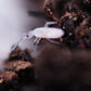 Silver Springtails (Seira dowlingi) *EXCELLENT SEMI-ARID SPRINGTAIL* - IHEARTBUGS, INC.
