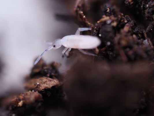 Silver Springtails (Seira dowlingi) *EXCELLENT SEMI-ARID SPRINGTAIL* - IHEARTBUGS, INC.