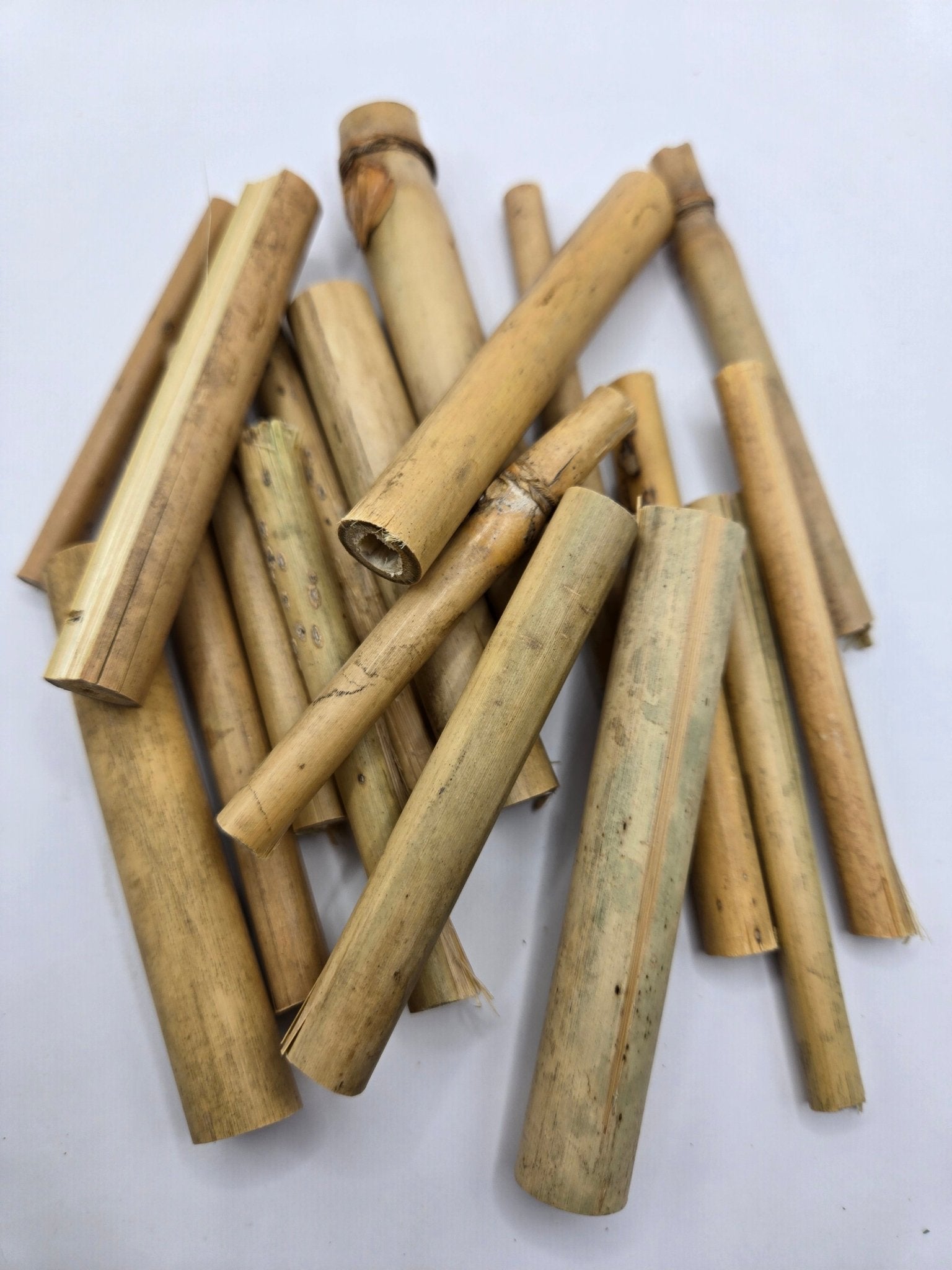 Small Natural Bamboo Stalks - 10 Count by I Heart Bugs features short, hollow, light brown bamboo pieces with natural nodes and roughly cut ends—perfect for isopods or nano tanks. Scattered on a plain white surface, sizes vary for natural appeal.