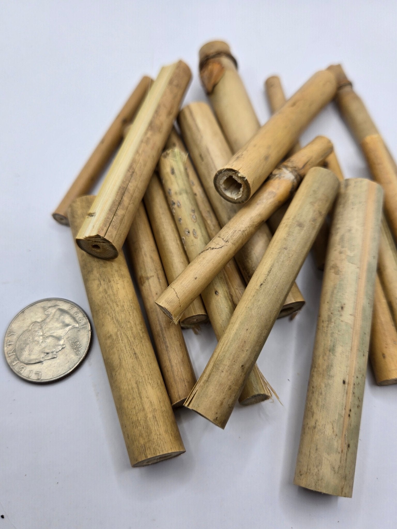 A small pile of I Heart Bugs Small Natural Bamboo Stalks - 10 Count rests on a white surface next to a U.S. dime, highlighting their size. These assorted pieces are ideal for nano tanks or isopods, featuring natural markings and cut edges.