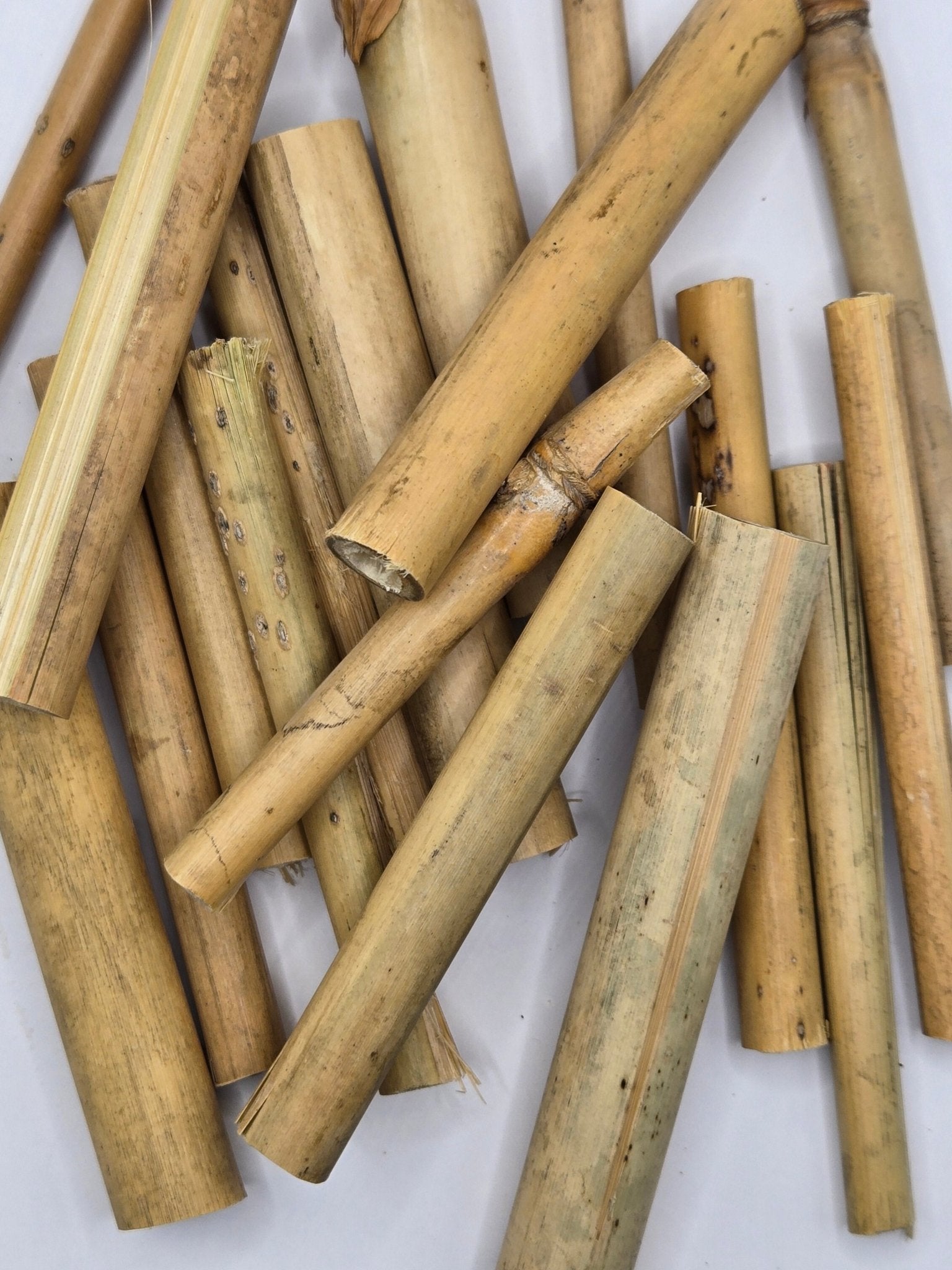 I Heart Bugs Small Natural Bamboo Stalks - 10 Count are scattered on a white surface, showing natural texture and color variations. Ideal for nano tanks or isopods, some pieces have rough edges for a natural look.