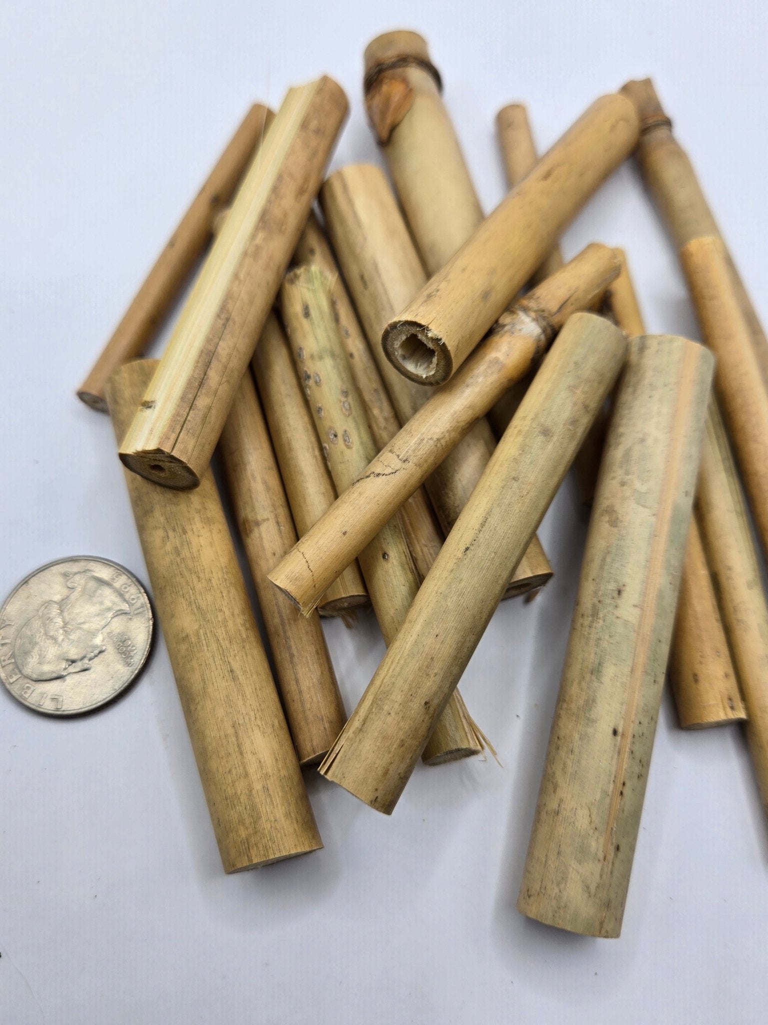 The I Heart Bugs Small Natural Bamboo Stalks - 10 Count features short, hollow bamboo pieces similar in length to a U.S. quarter, ideal for nano tanks or isopods. The stalks are displayed on a white surface for size reference.