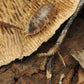 Sponge Mushroom Caps - IHEARTBUGS, INC.
