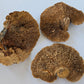 Sponge Mushroom Caps - IHEARTBUGS, INC.