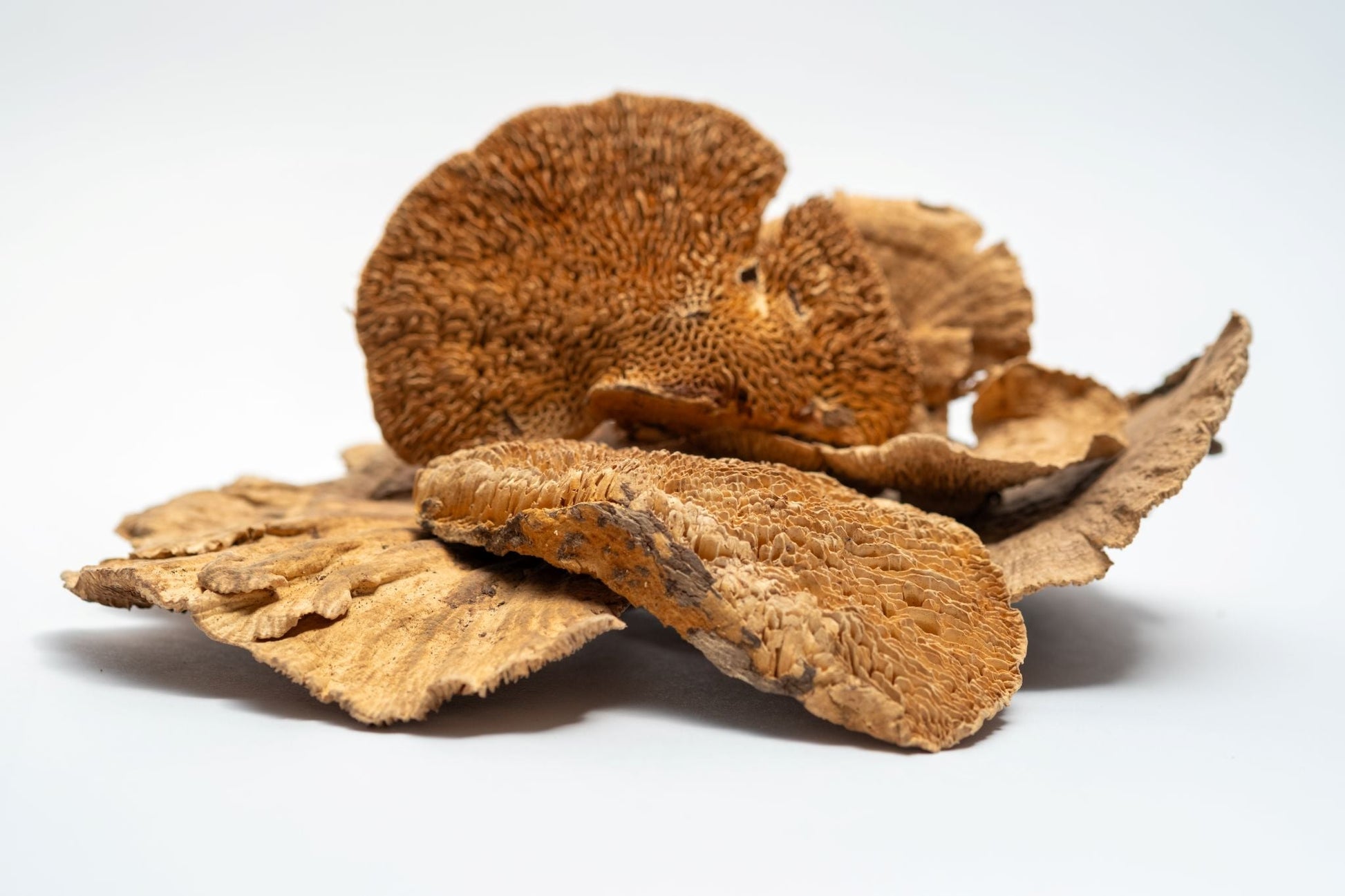 Sponge Mushroom Caps - IHEARTBUGS, INC.