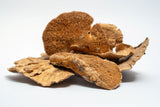Sponge Mushroom Caps - IHEARTBUGS, INC.