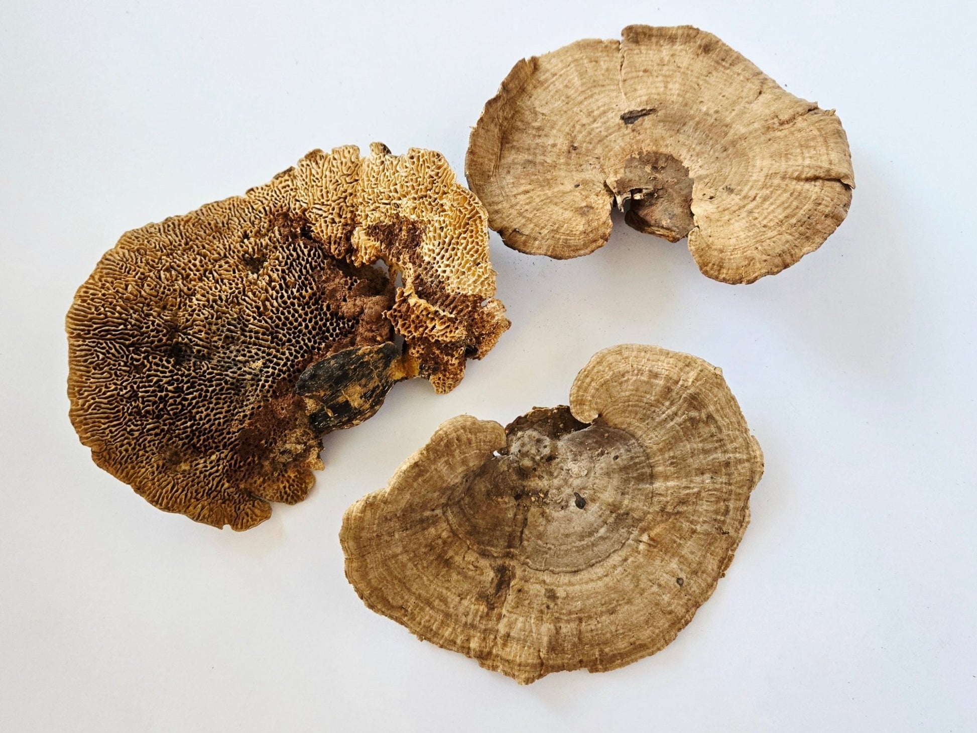 Sponge Mushroom Caps - IHEARTBUGS, INC.