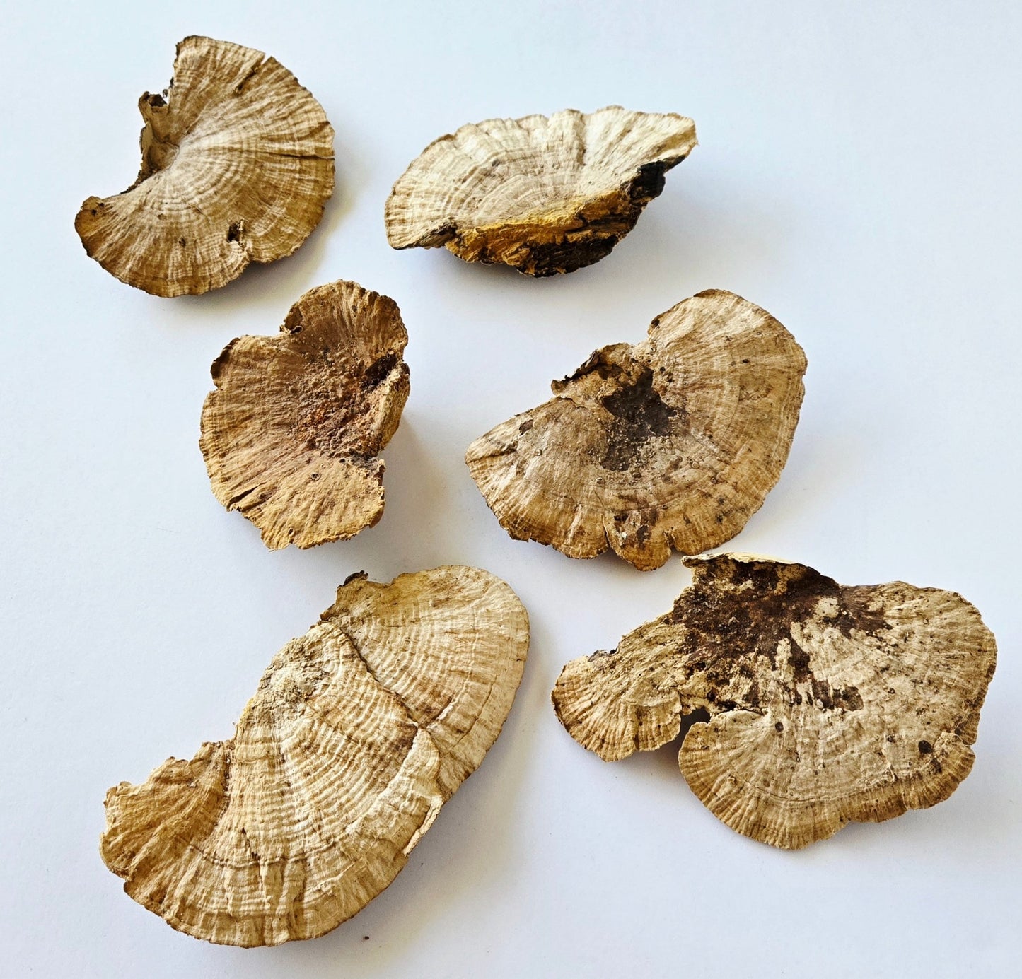 Sponge Mushroom Caps - IHEARTBUGS, INC.