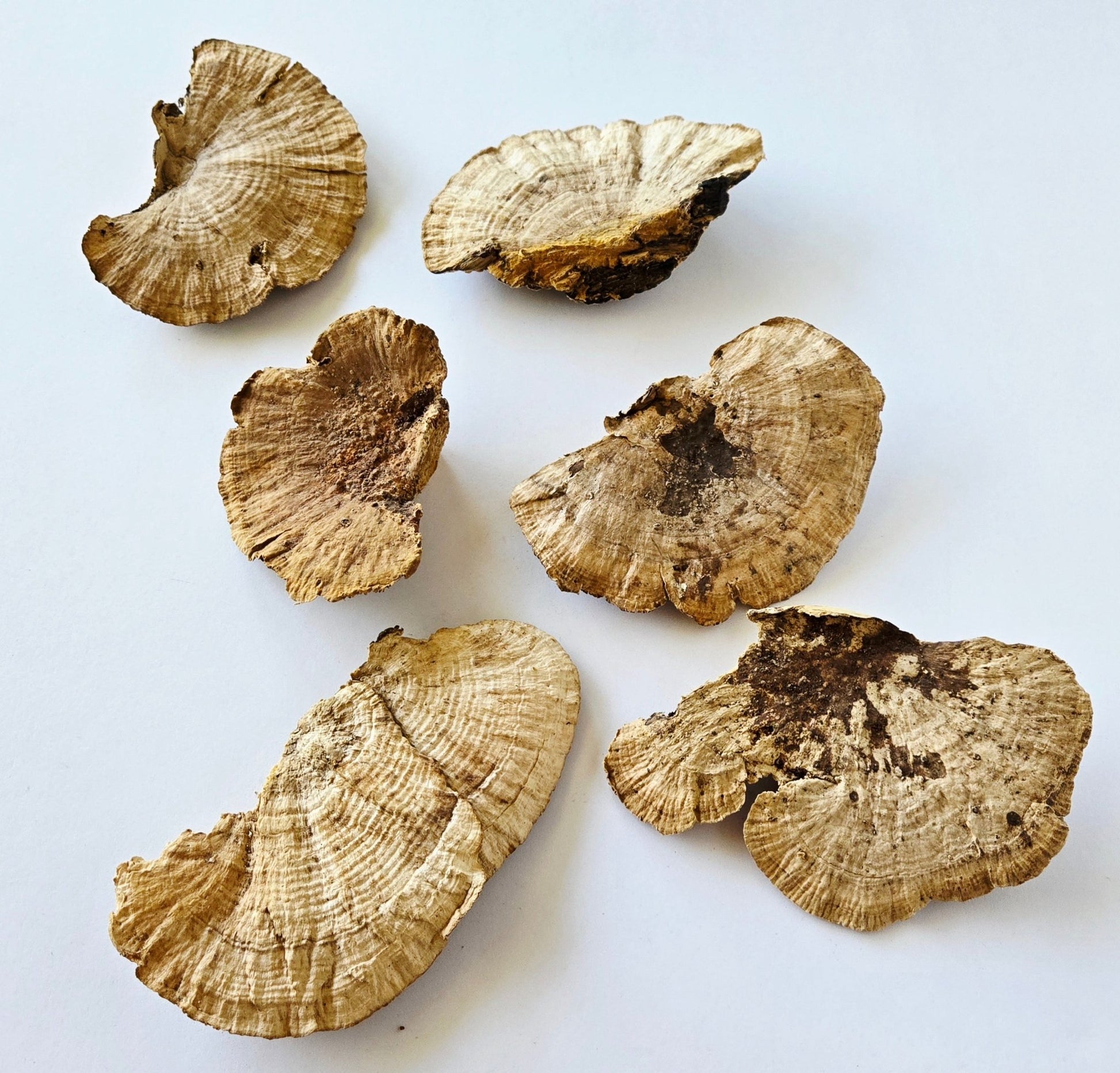 Sponge Mushroom Caps - IHEARTBUGS, INC.